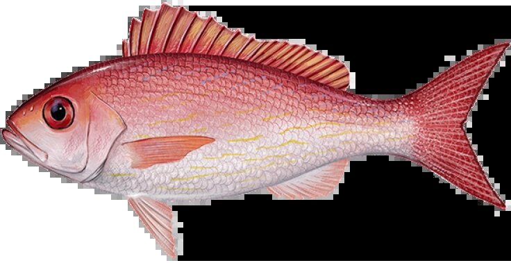 Rhomboplites aurorubens