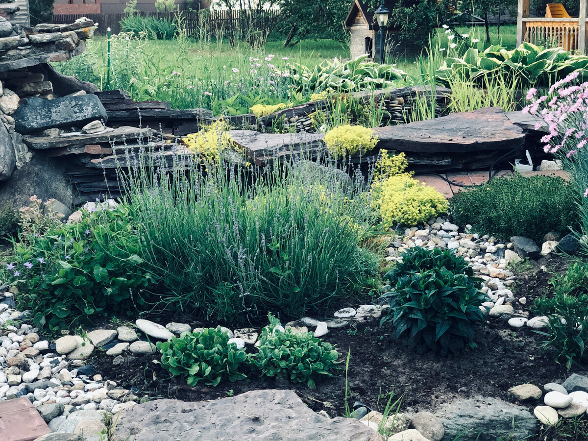 Это левая часть альпийской горки и в левый угол за лавандой прямо просится что-то высокое с соцветиями-метелками.