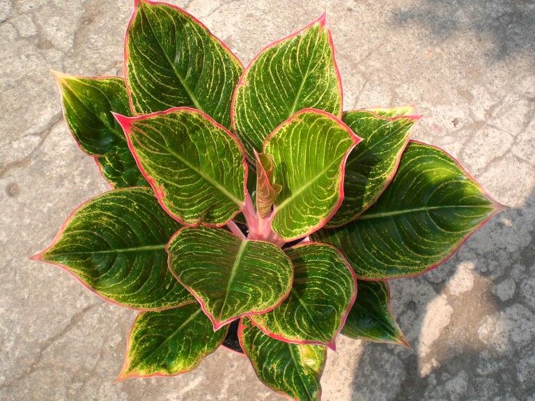 Aglaonema Peter Pan