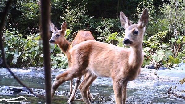  © courtesy of Agency of Protected Areas of Georgia