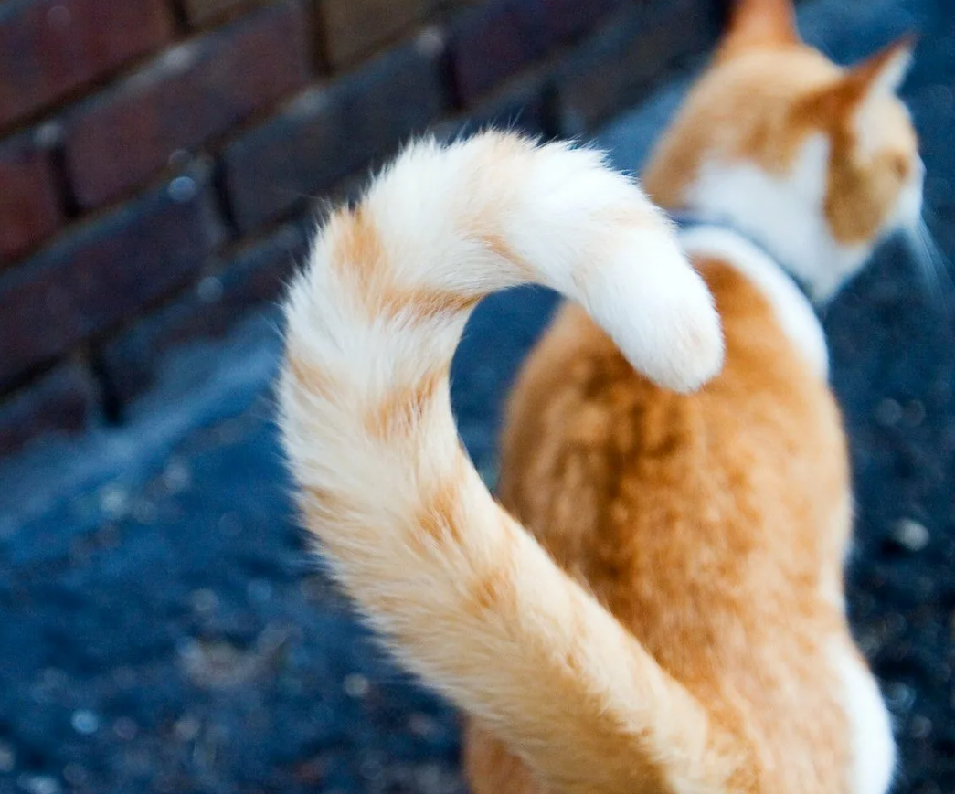 Почему кошка трясет или дергает кончиком хвоста: 5 основных причин | Четыре  лапы | Дзен