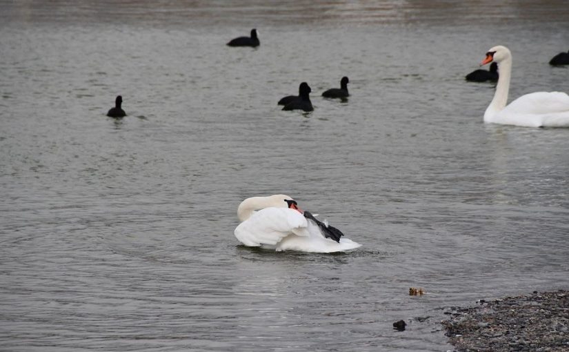 Известный в городе фотограф Сергей Sega Black-Sea спас лебедя, который плавал как-то неправильно плавал по Суджукской лагуне.