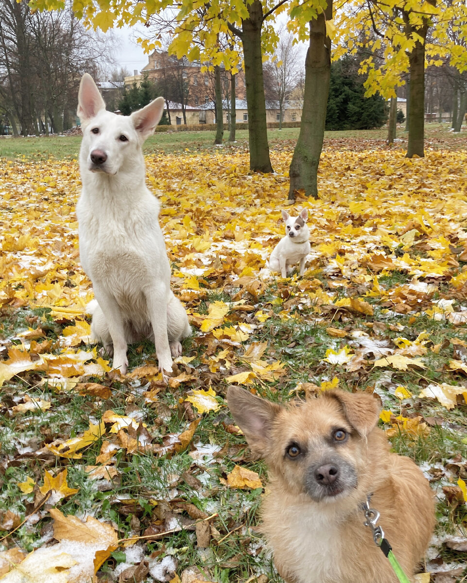 1 - девочка Айрис, белая овчарка , 2 - мальчик Умка (рыжий), 3 - мальчик Лаки (маленький белый)