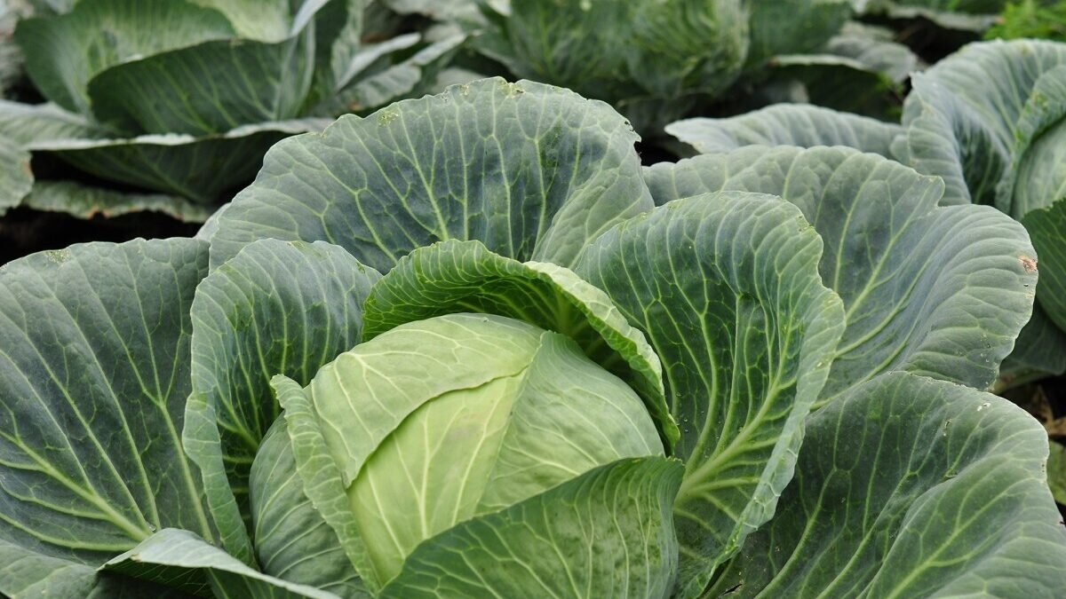 Фото: pxhere.com📷
