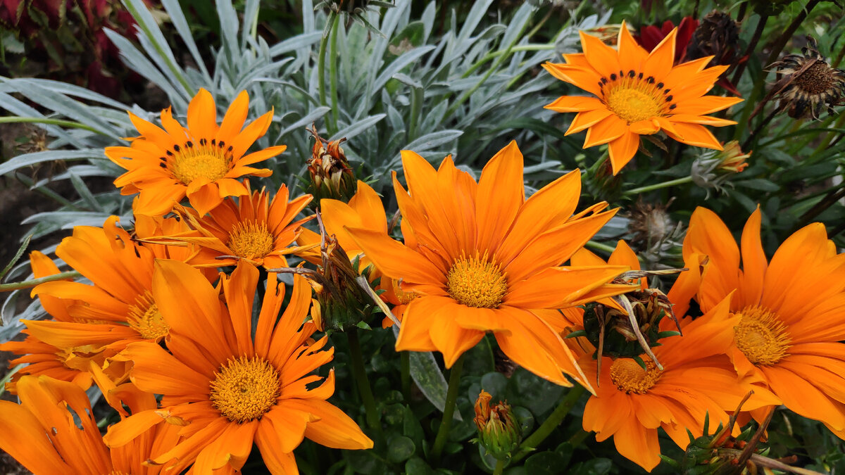 Большинство сортов гацании открывают цветки только в солнечные дни и до 15.00. Некоторые гибриды, впрочем, красуются и в пасмурную погоду. Но с каждым годом количество семян в пакетиках уменьшается. да и всхожесть у них, скажем прямо, низковата. Впрочем, растения можно вырастить из своих семян (я их набрала на будущий год). В статье использованы фото автора