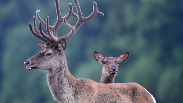   © Sputnik / Максим Богодвид