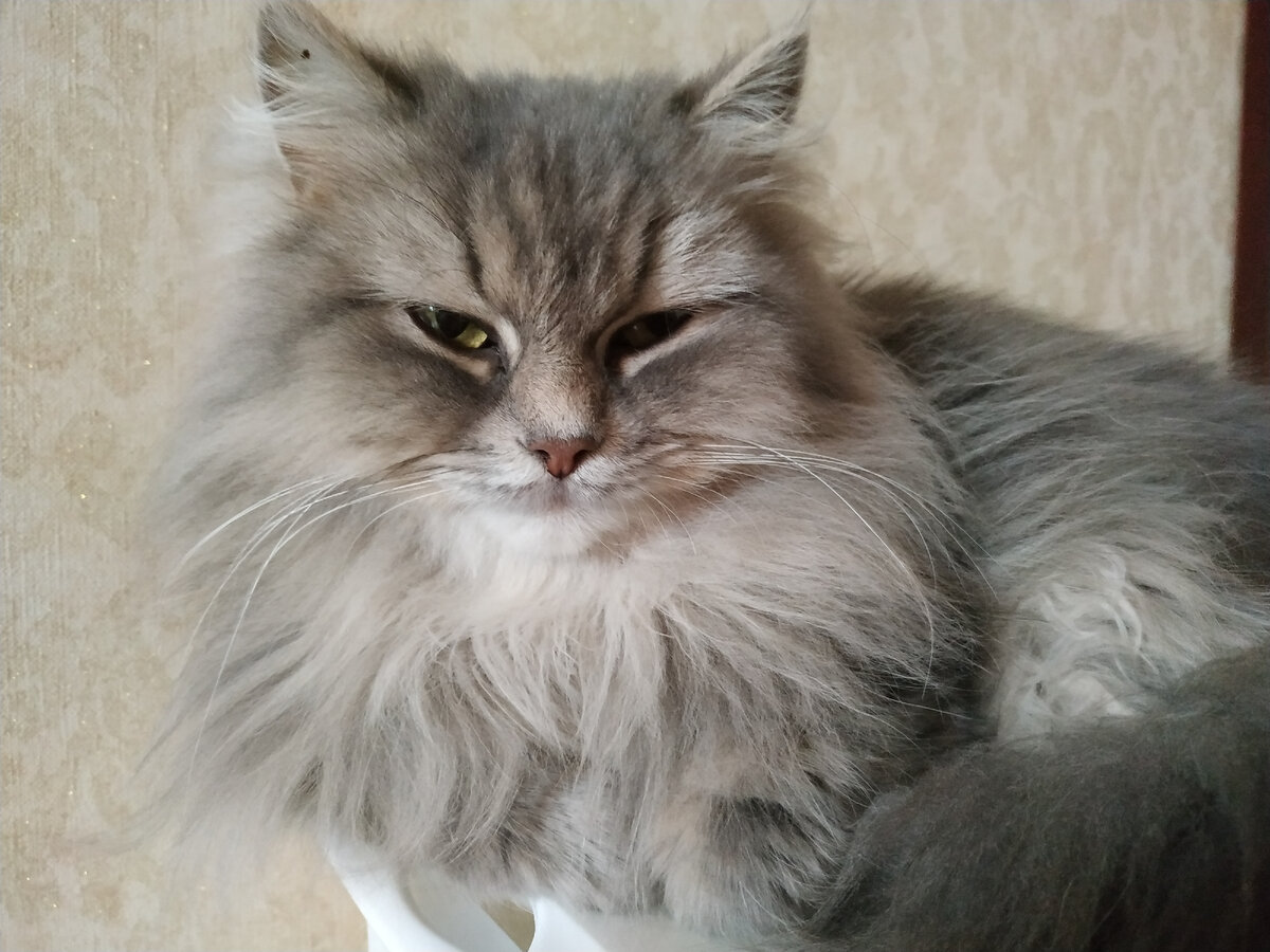 Кошка строит свои планы