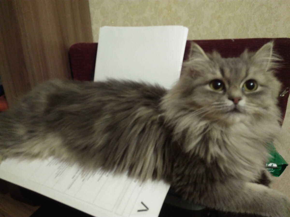 С таким видом кошка хитрые планы воплощает в жизнь