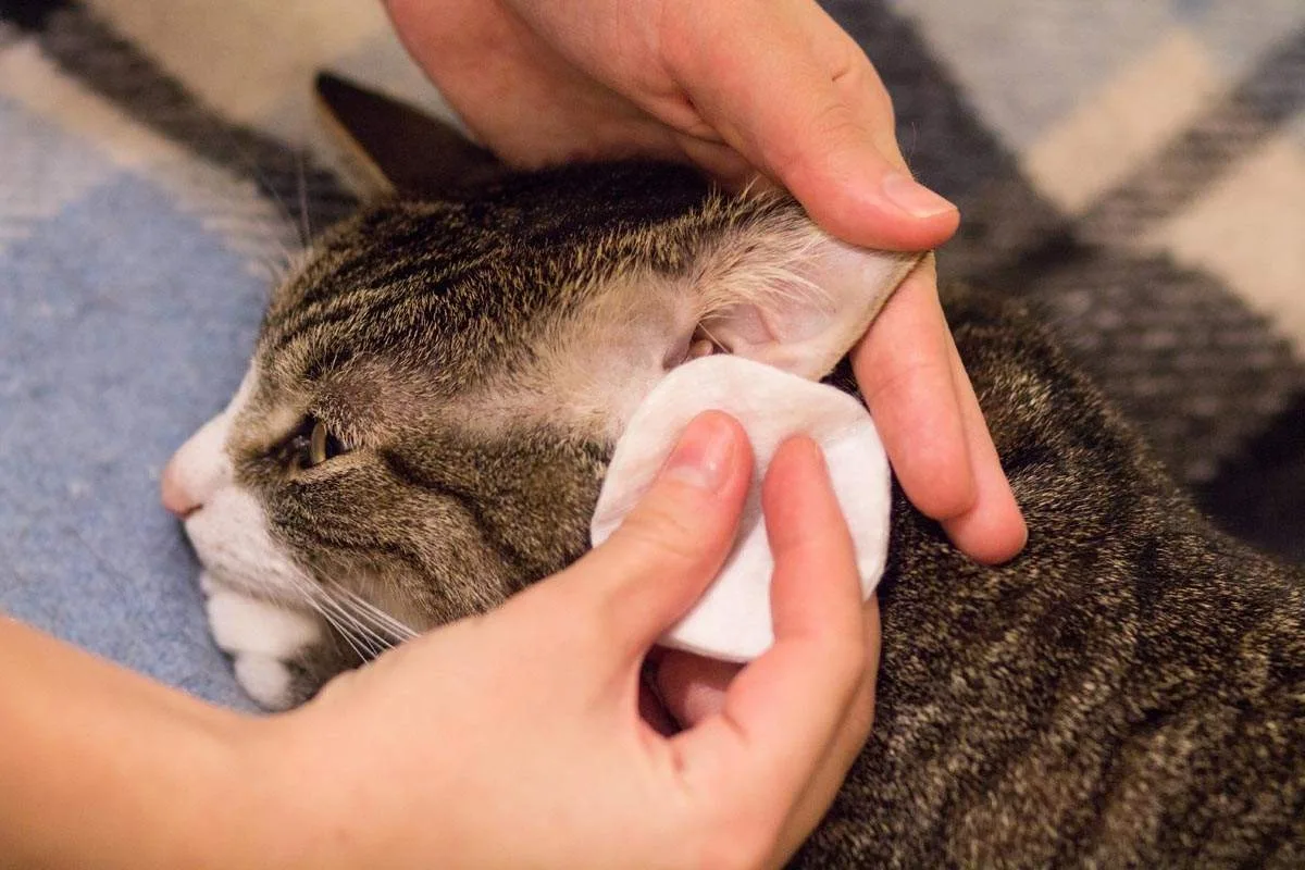 Как почистить кошке уши в домашних. Отодектоз (ушная чесотка).
