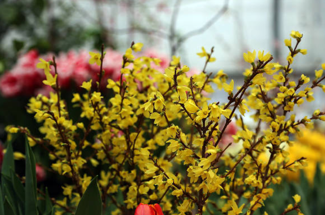 Выгонка – это способ получить весеннюю красоту зимой для самых нетерпеливых (источник фото: https://www.greeninfo.ru)