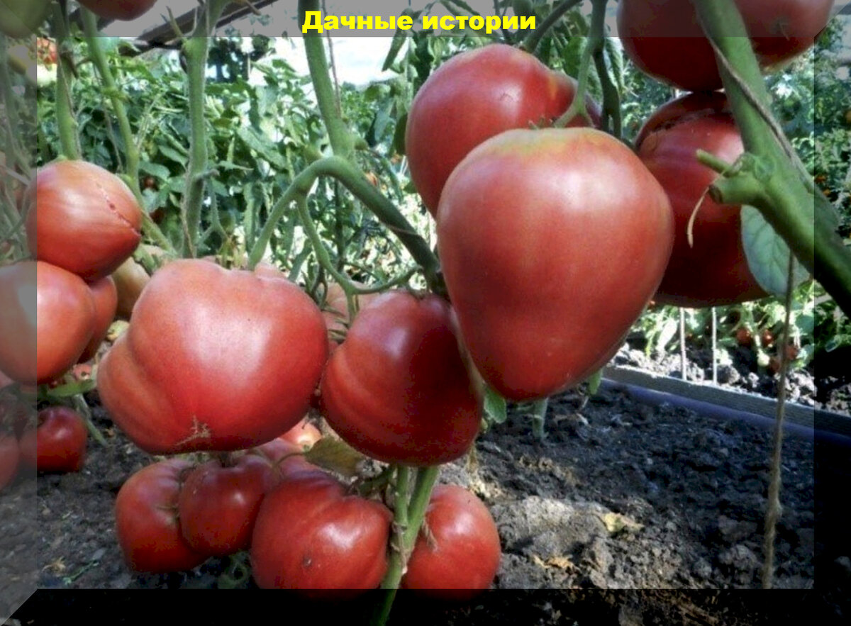 орлиный клюв. семена помидор орлиный клюв. орлиный клюв описание сорта. томат орлиный клюв 20шт. семена томат орлиный клюв.