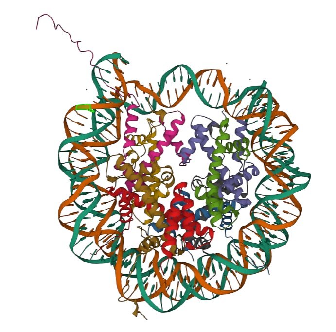   Разрез хроматинаhttps://www.rcsb.org/3d-sequence/1AOI?assemblyId=1