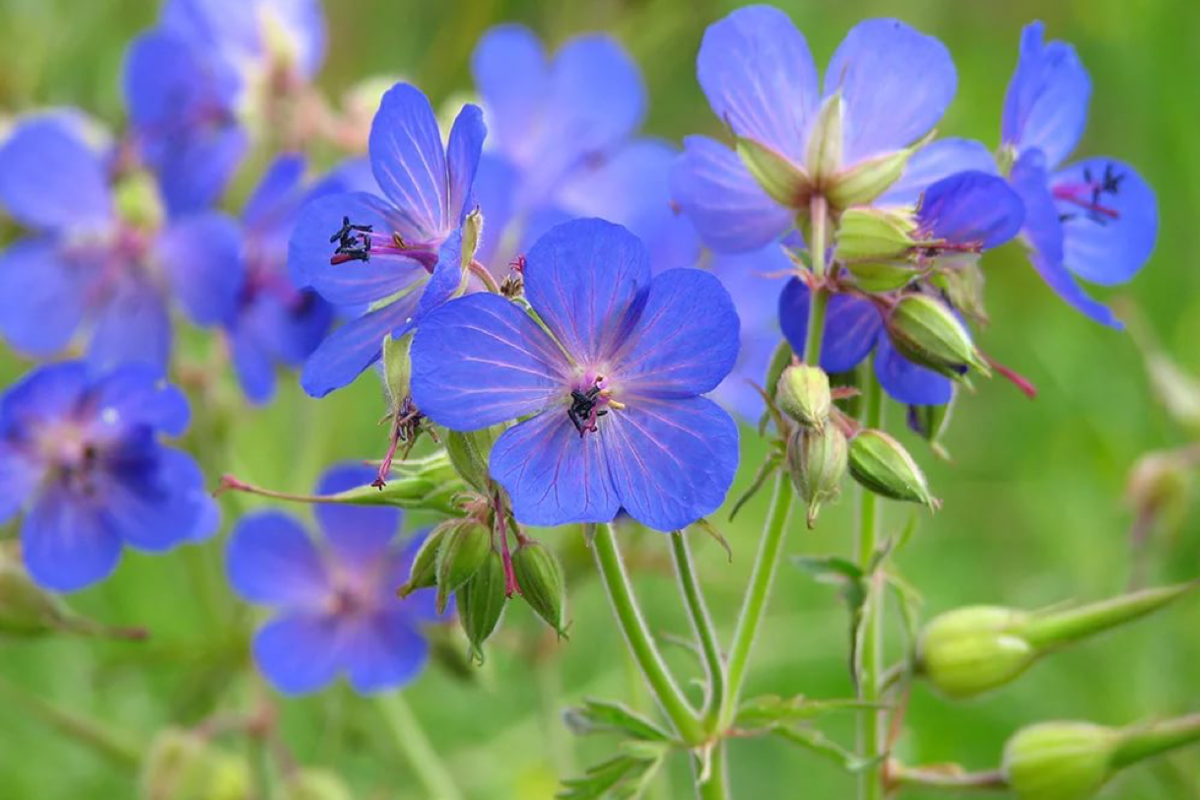 Герань Луговая []* (Geranium pratense. Журавельник Луговой. Герань Луговая в траве. Герань Луговая журавельник Луговой.
