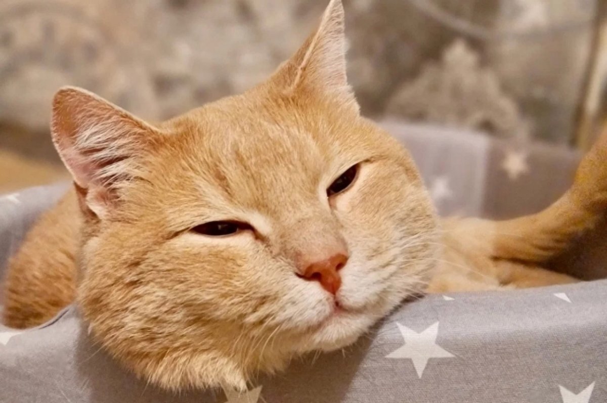    Гектор ещё не нашёл тех, кто подарит ему тепло и ощущение дома.