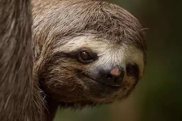     У ленивцев левая сторона намного сильнее правой, и ученые понятия не имеют, почему