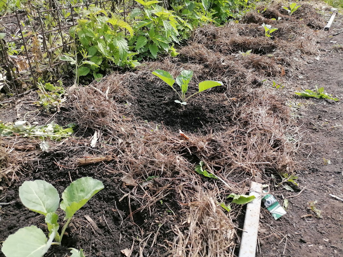 Моя капуста после высадки