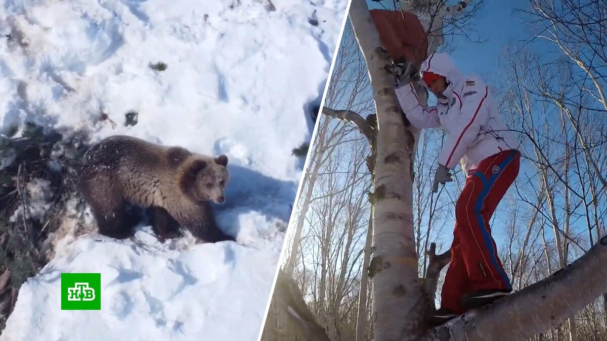 илья медведев убил медведя фото