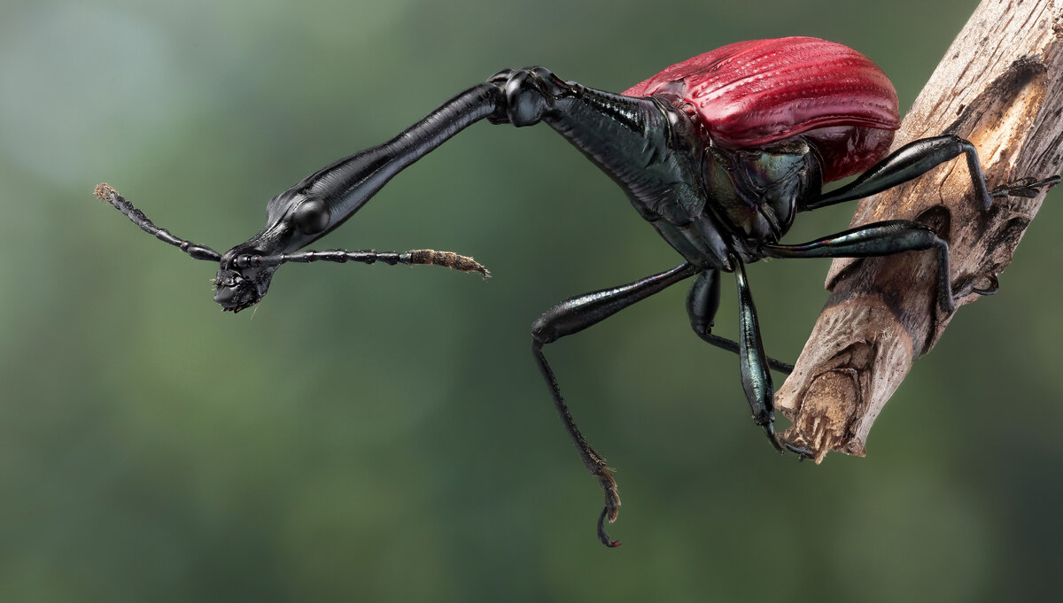 Жук-жираф (Trachelophorus giraffa) – огромный жираф… среди своих. |  Paleo-end-arthropods (Доисторическая фауна и членистоногие) | Дзен