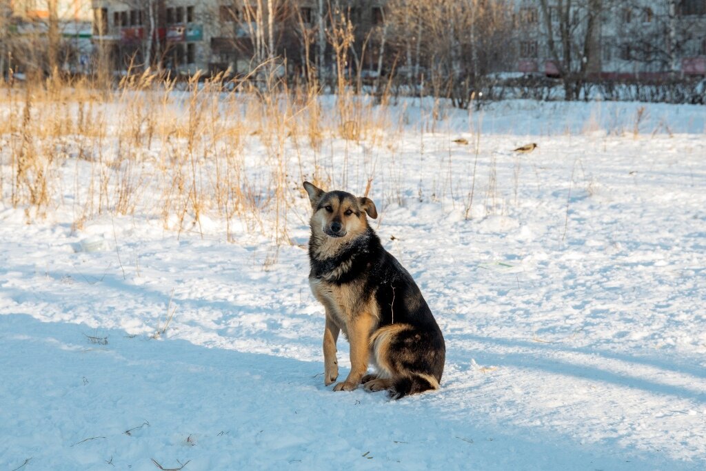    В Сургуте владельцы собак стали получать штрафы