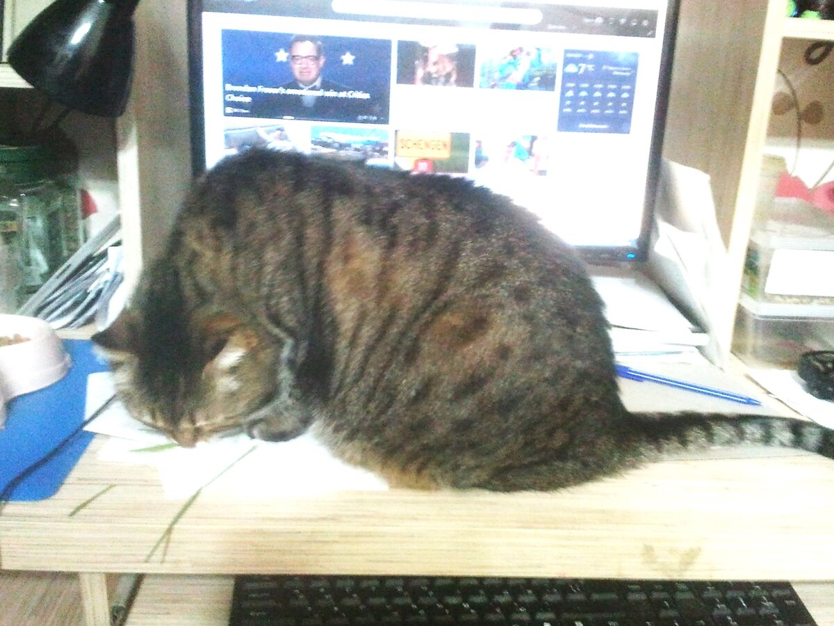 Ещё и травку Мурочка кушает, которую с поля принесли