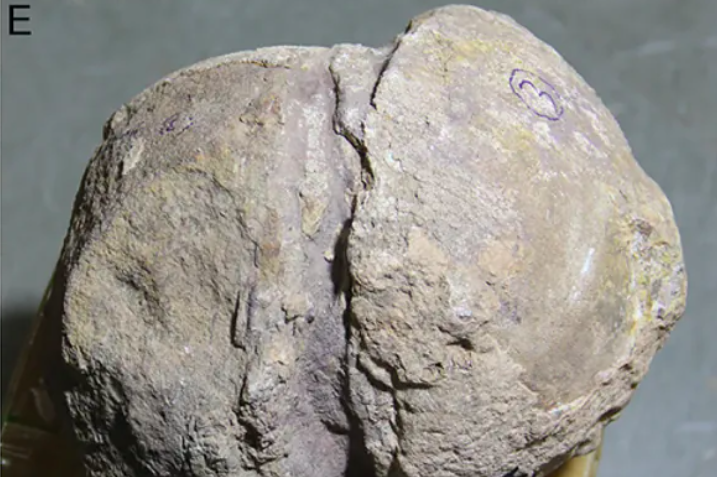     В Индии найдено более 250 окаменелых яиц динозавров, в том числе редкое «яйцо в яйце»