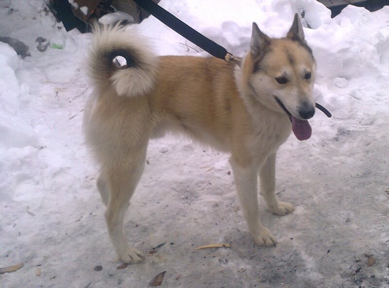 Сильный лосятник - Загря 5328/14 В.В.Ладейщикова