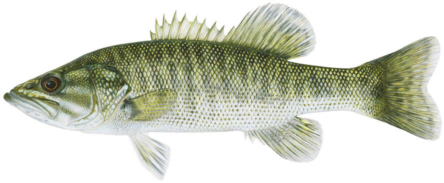 Micropterus treculii