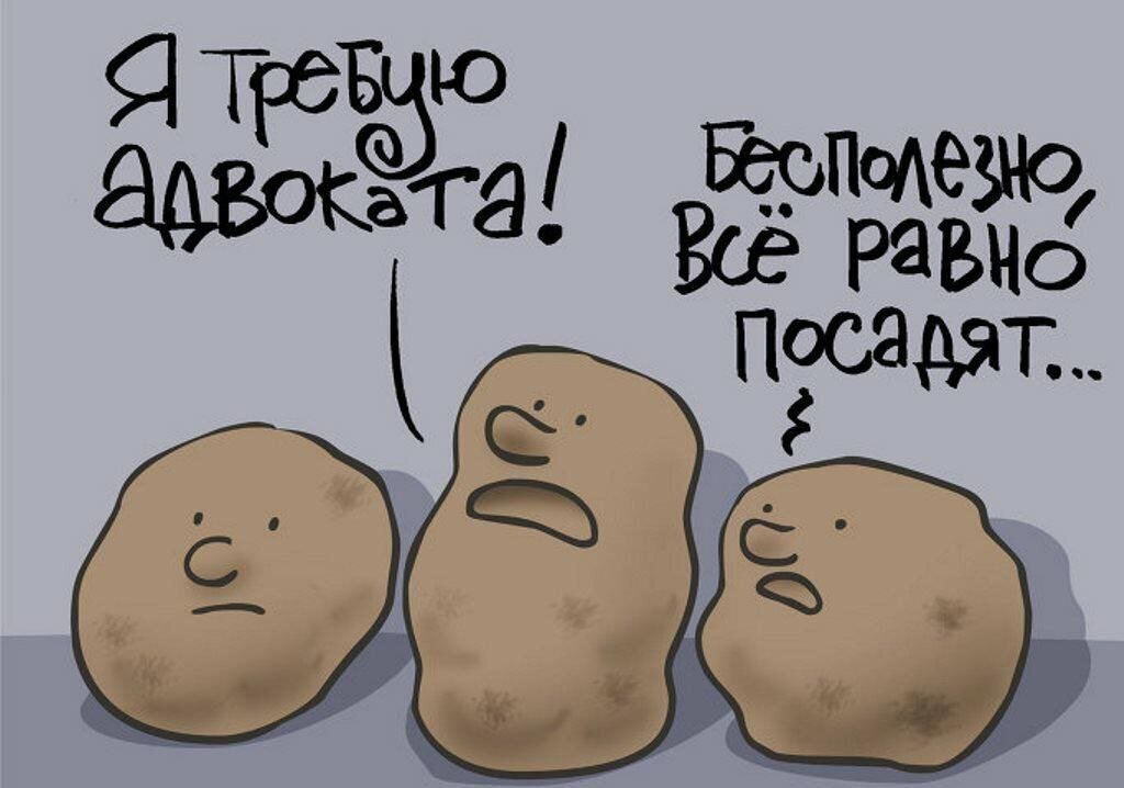 Картоха, чтобы пережить конец света