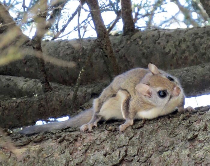 Особи могут летать на расстояние до 91,5 метров, хотя обычно они преодолевают 6-9 метров.Фото: NCWRC