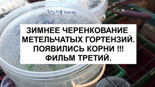 Зимнее черенкование метельчатых гортензий.Появились корни !!! Фильм третий.