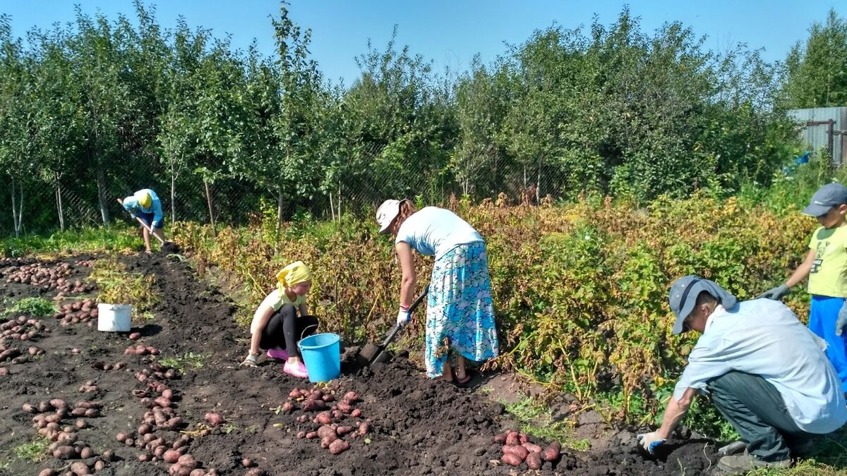 Копка картошки