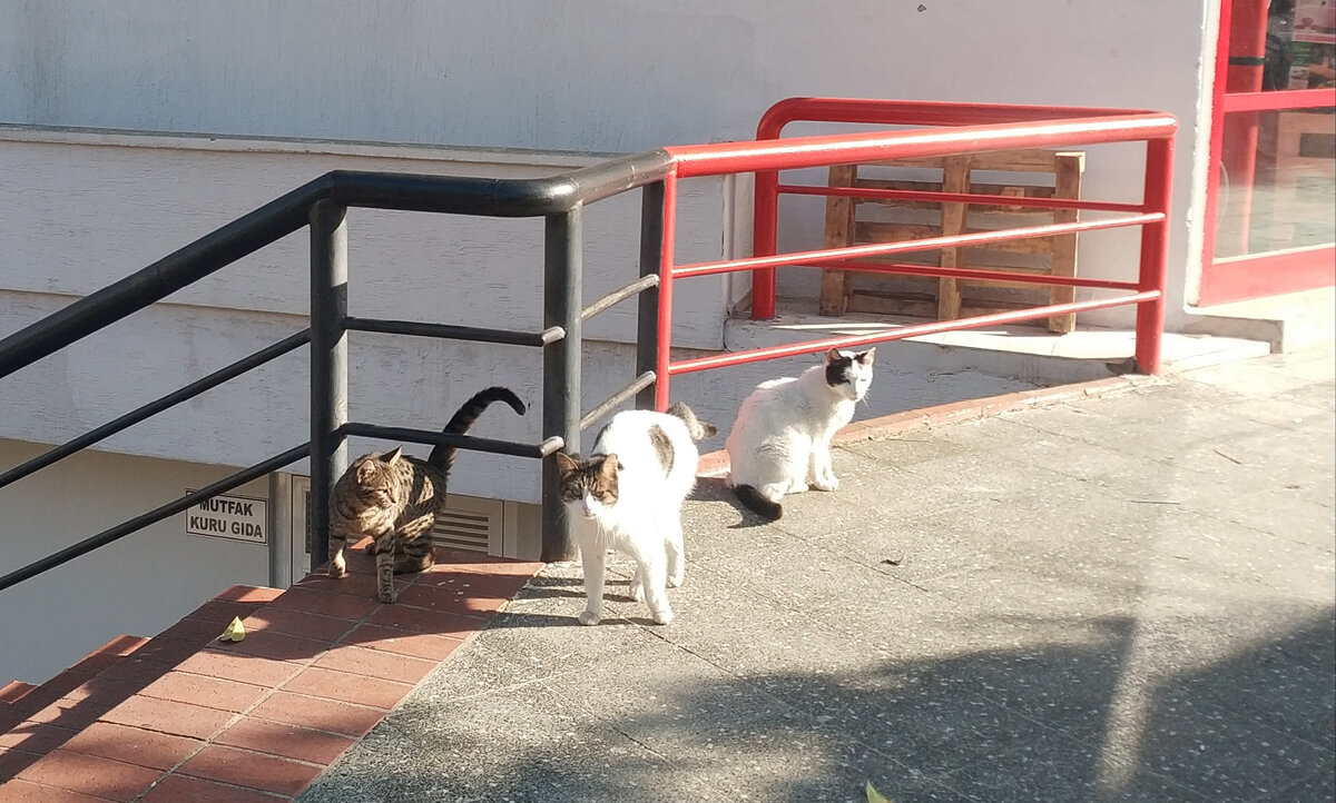 Фото автора.