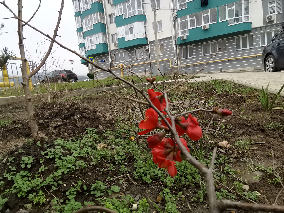 И расцветают первые цветы. Дикая японская айва радует яркими красными цветами.