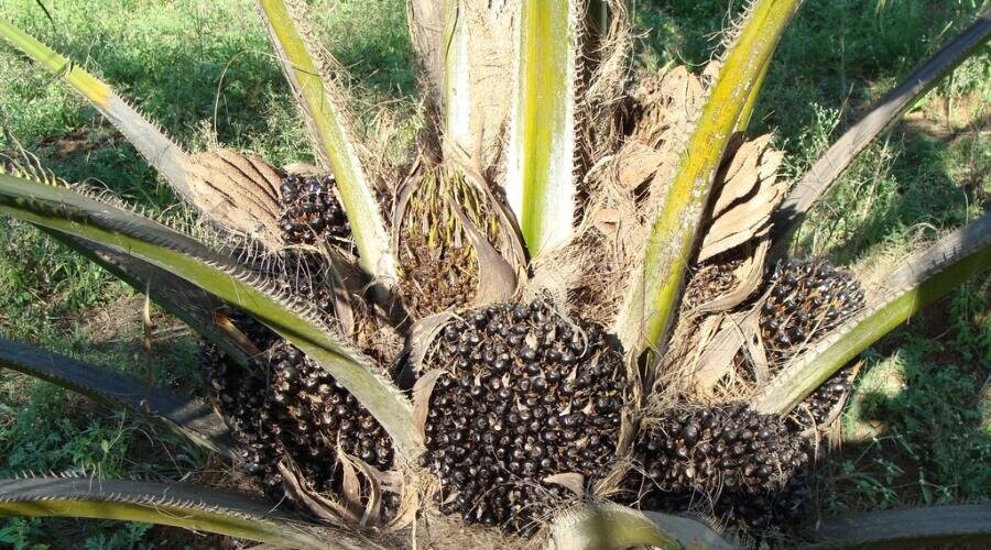    Масличная пальма Фото: по лицензии PxHere