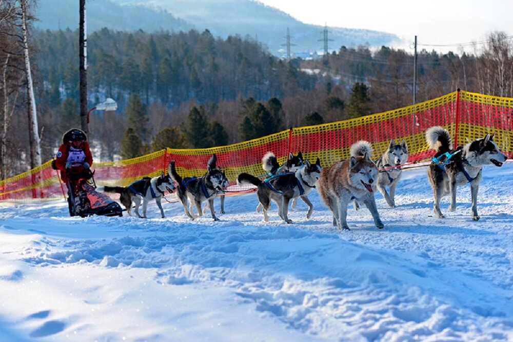    Гонка на собачьих упряжках - это азартно и зрелищно! Фото: официальный сайт "Зимниады"