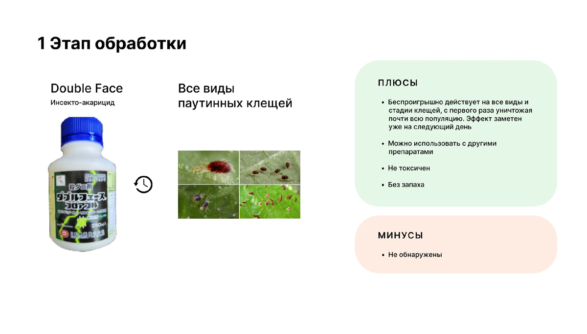 Как бороться с паутинным клещом? | Hibibloom | Гибискусы🌺 | Дзен