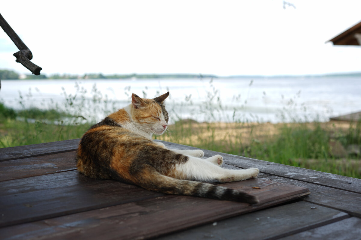 Хорошо быть котиком, не так ли? Всегда хороши, всегда милы, любимы и никогда не бываем плохими...