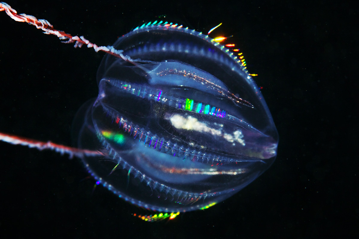 Comb jellies