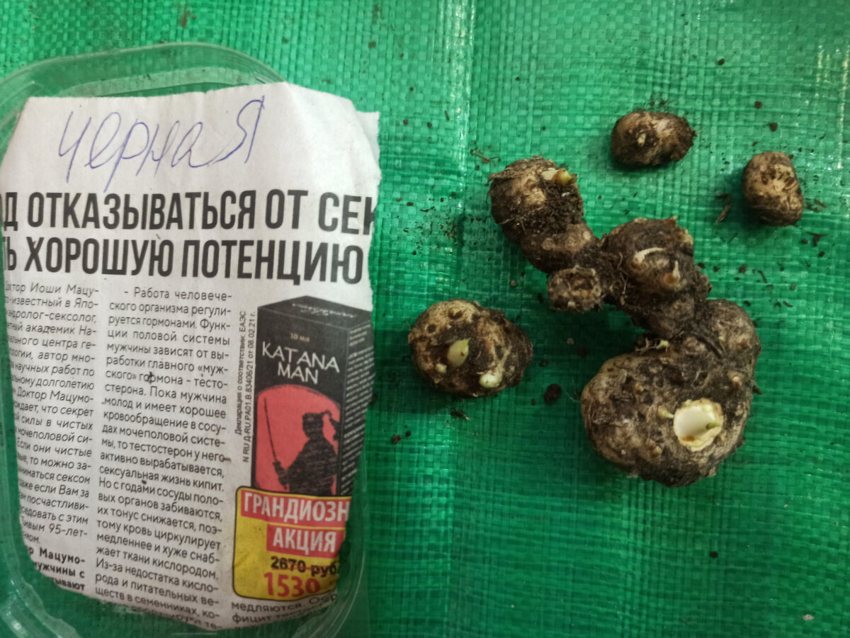 Калла черная