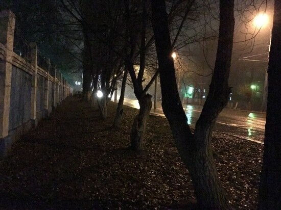     Дерево. Фото: saratov.mk.ru "МК в Саратове"