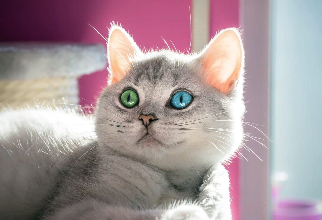 Какого цвета были глаза у предков современных кошек — исследование - Телеканал 