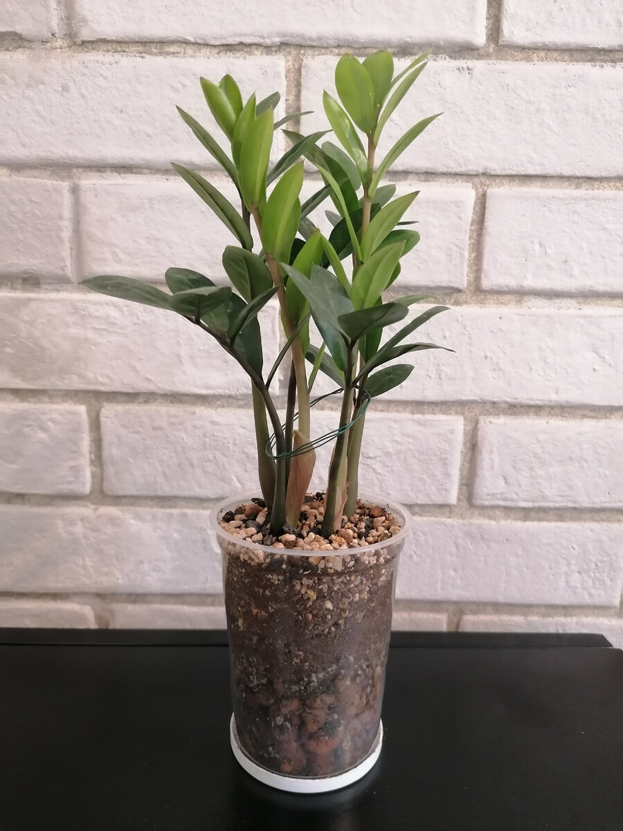 💚Мой цветок🌿💚