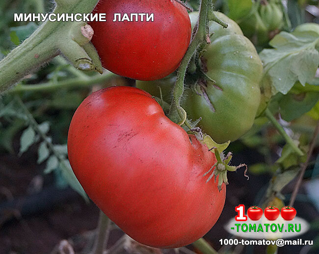 Томат Минусинские лапти фото 1