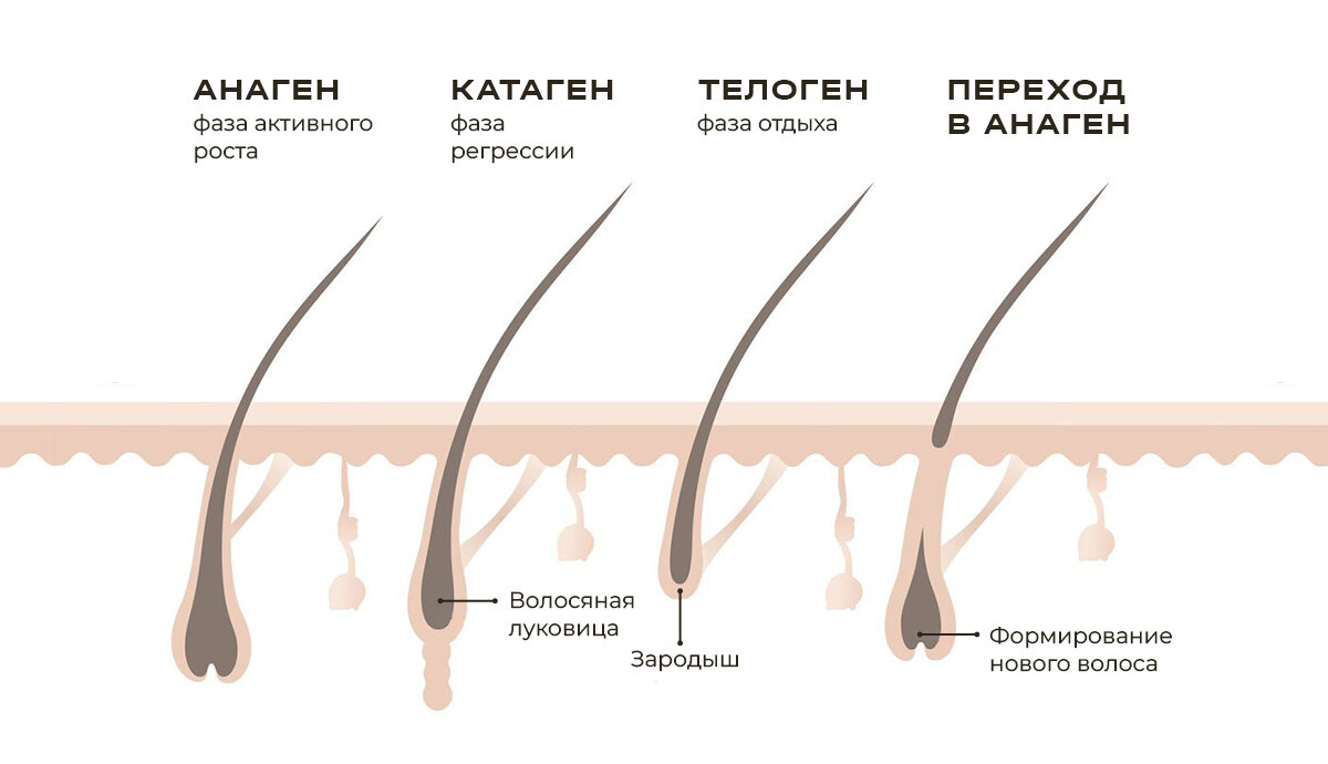 Стадии роста волоса