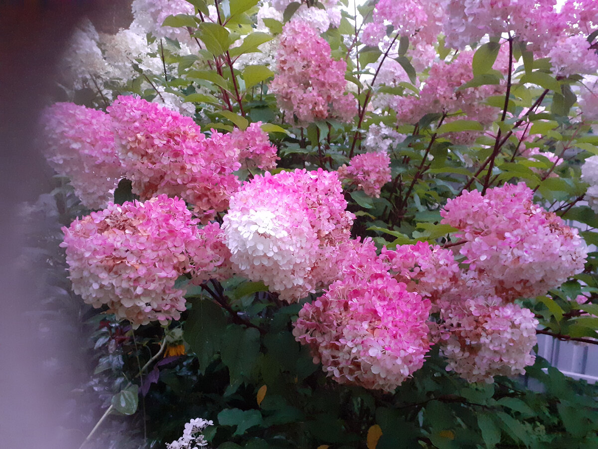 Моя любимица Vanille Fraise