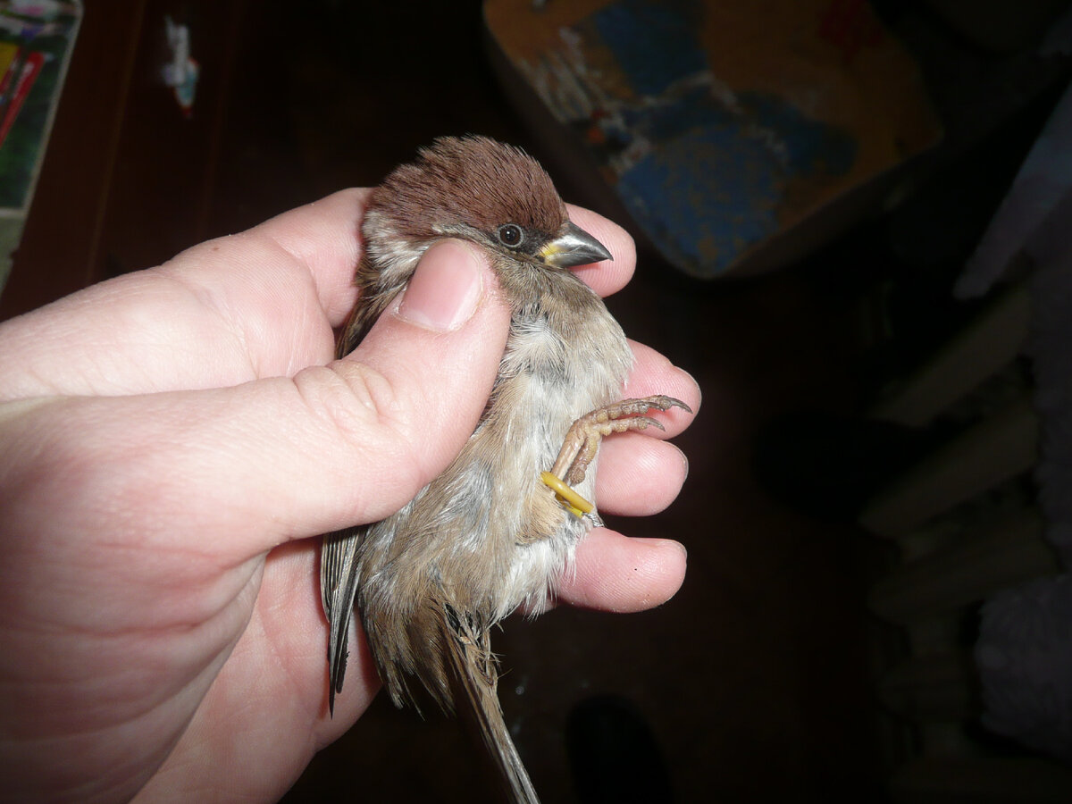 Помеченный кольцом воробей перед выпуском