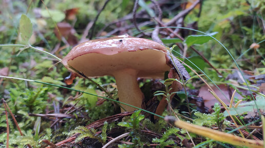 Маслёнок зернистый (Suillus granulatus). Как выглядит гриб на месте произрастания.