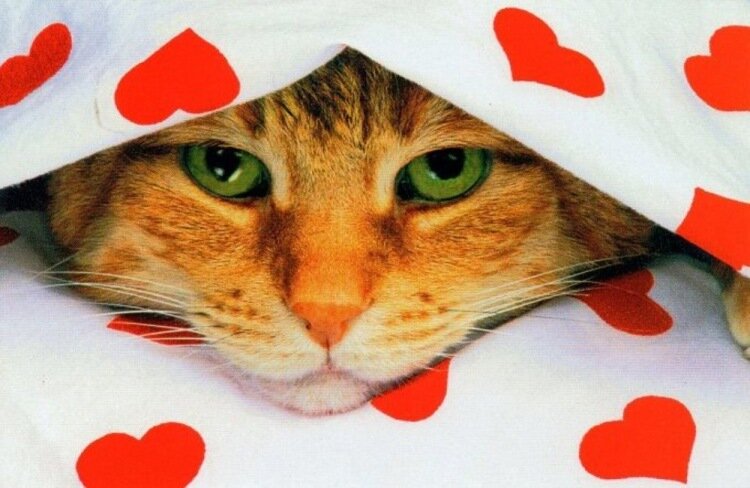 Коты и день святого валентина