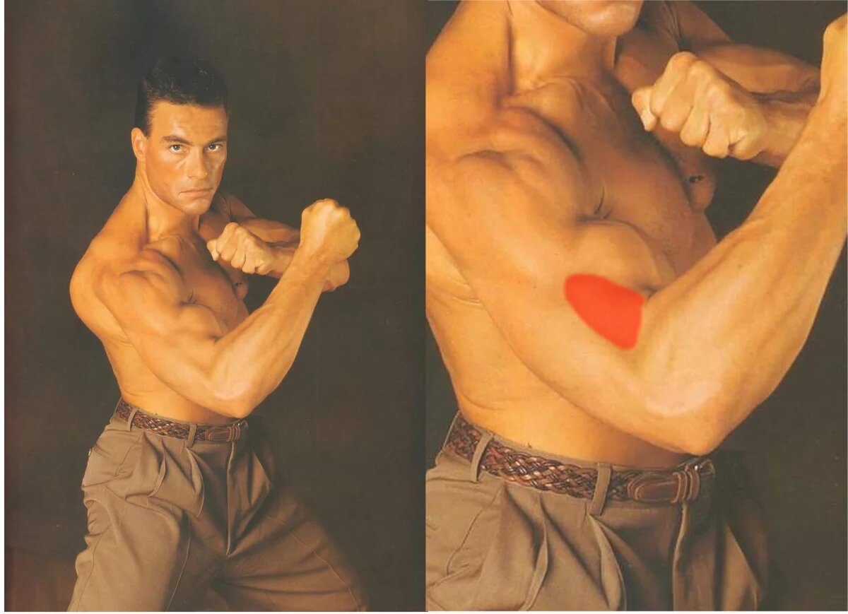 Ван-Дамм известен тем, что имеет хороший развитый брахиалис