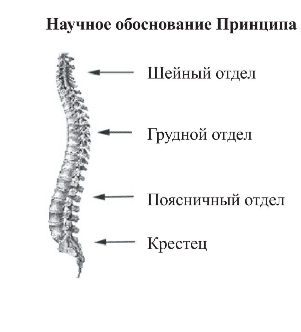 Идеальный человеческий позвоночник